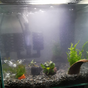 Publication de Stef-Shrimp