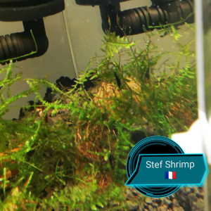 Publication de Stef-Shrimp