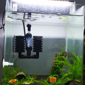 Publication de Stef-Shrimp