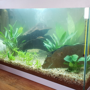 Guppys