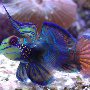 Publication de NakMuay