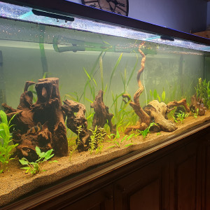 Publication de Noopizz