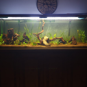 Aqua 600l