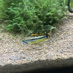 cocofish
