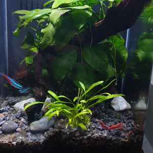 Nano