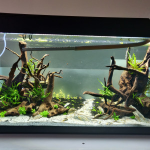 Aquarium communautaire