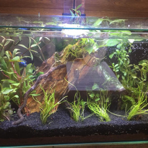 Betta