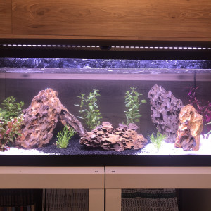 Biotope amazonien