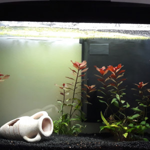 Publication de Phoenix17