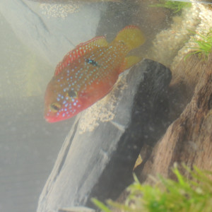 Publication de patty