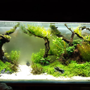 Publication de Raghon