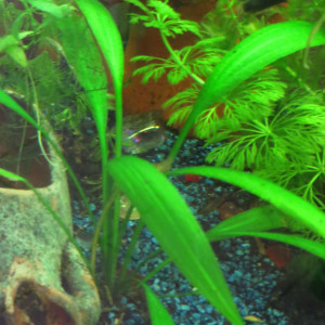 Publication de Isahorah