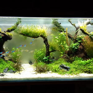 Aquascaping test