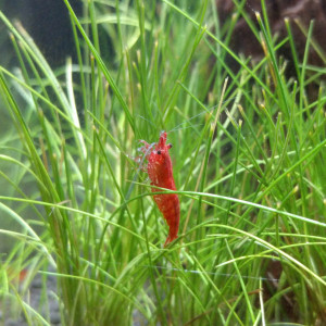 Publication de fl3x21