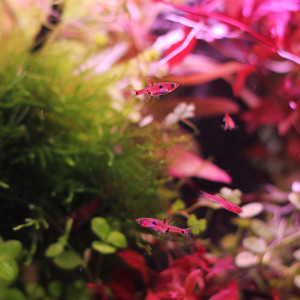 Publication de MrBear