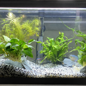 Ciano 60L