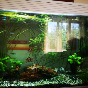 Publication de mizrak