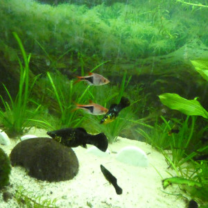 Publication de Salome221