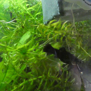 Publication de Salome221