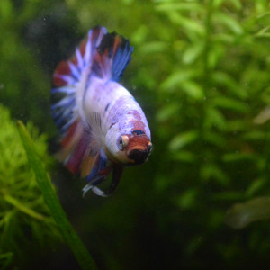 Publication de Pousse