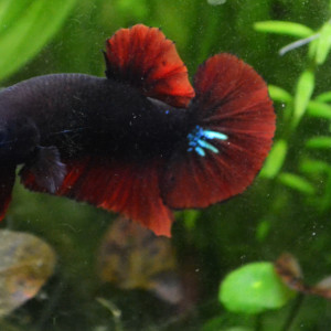 Publication de Pousse