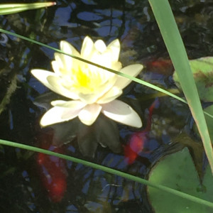 Publication de Snakeseb34