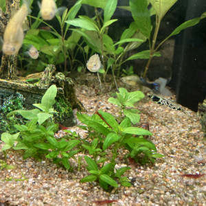 Publication de Tryphon