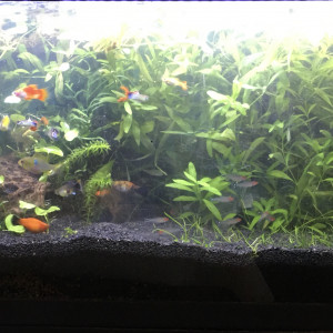 Publication de Issanissa