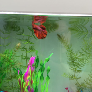 Publication de Gigibebou