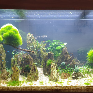 Juwel 350