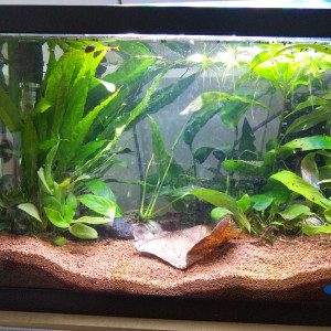 Publication de fitz-chevalerie