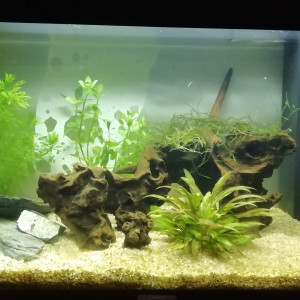 Mon aquarium
