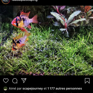Publication de Hoytibus