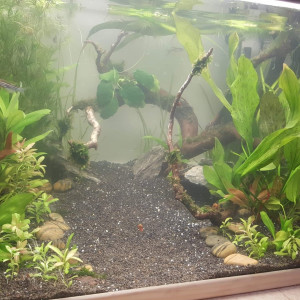 130L Communautaire - Biotope Asiatique