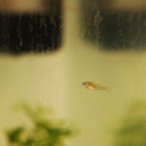 Publication de fplanglois