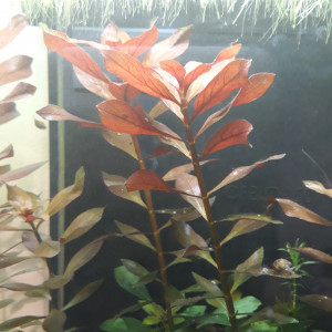 Publication de Phoenix17