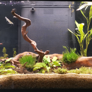 Aquarium biotope asiatique