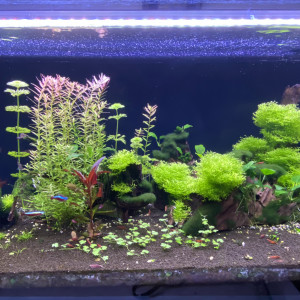 Publication de Carlo