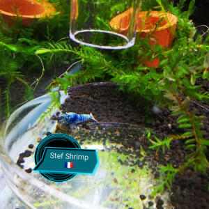 Publication de Stef-Shrimp