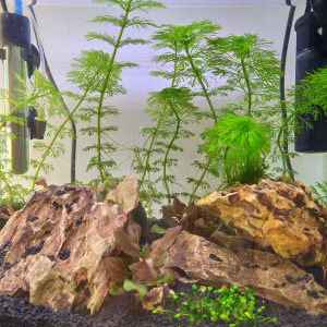 Aquarium à crevette 30L