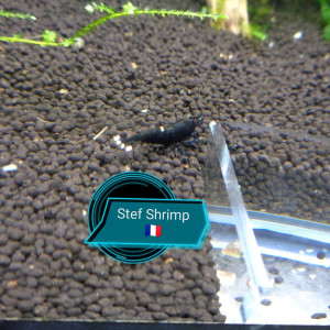 Publication de Stef-Shrimp