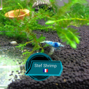 Publication de Stef-Shrimp