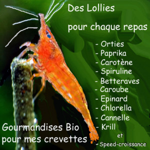 LOLLIES : Nourriture artisanale Bio pour crevettes