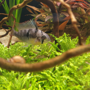 Publication de Oriononyx