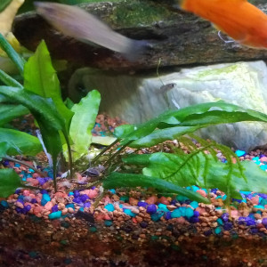 Publication de Lulu82