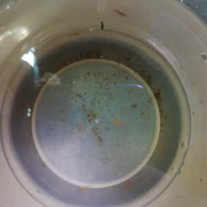 Publication de MrBear