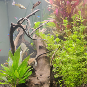 Publication de jedi.6