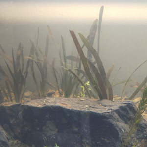 Publication de GreG-Entomo