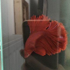 Publication de Gigibebou