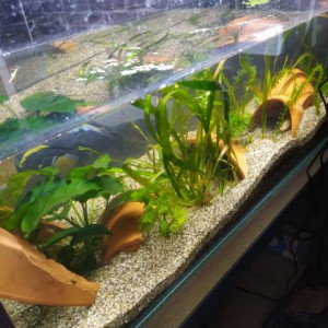 Aquarium a Ambystoma mexicanum